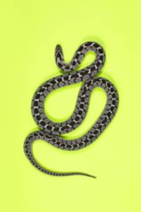 snake 1aa