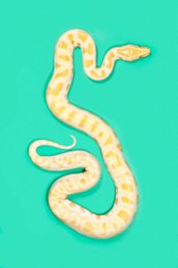snake 2a