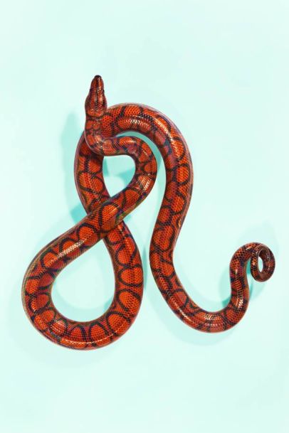 snake 4a