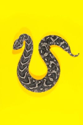 snake 7a