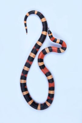 snake 7aa
