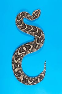 snake 7b