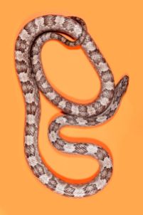 snake 8