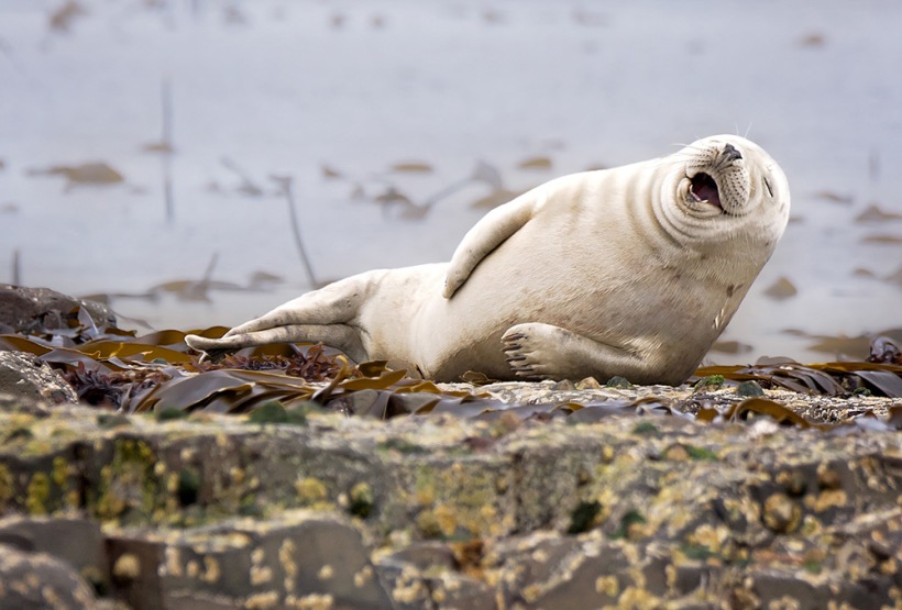 Highly Commended, Julie Hunt / Comedy Wildlife Photography Awards