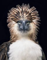 Phillippines Eagle